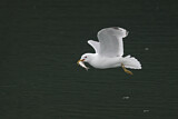 Image. Mew Gull