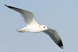Image. Mew Gull