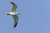 Image. Mew Gull