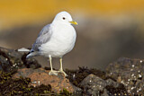 Image. Mew Gull