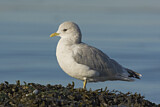 Image. Mew Gull