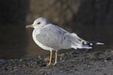 Image. Mew Gull