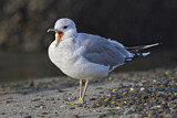 Image. Mew Gull