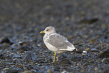 Image. Mew Gull
