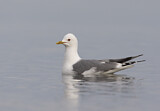 Image. Mew Gull