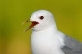 Image. Mew Gull