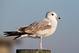Image. Mew Gull