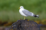 Image. Mew Gull