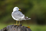 Image. Mew Gull