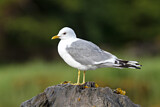 Image. Mew Gull