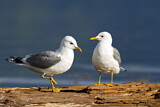 Image. Mew Gull