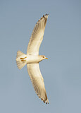 Image. Mew Gull