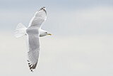 Image. Mew Gull