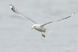 Image. Mew Gull