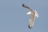 Image. Mew Gull