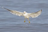 Image. Mew Gull