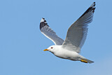 Image. Mew Gull