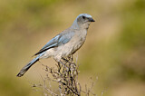 Image. Mexican Jay