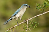 Image. Mexican Jay