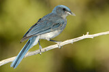 Image. Mexican Jay