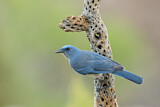Image. Mexican Jay