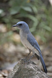 Image. Mexican Jay