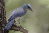 Image. Mexican Jay