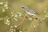 Image. Mexican Jay
