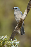 Image. Mexican Jay