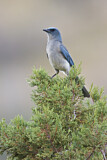 Image. Mexican Jay