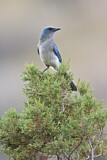 Image. Mexican Jay