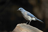 Image. Mexican Jay