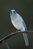 Image. Mexican Jay