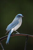 Image. Mexican Jay