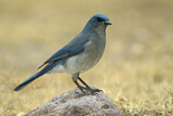 Image. Mexican Jay
