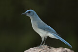 Image. Mexican Jay