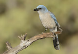 Image. Mexican Jay