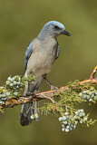 Image. Mexican Jay