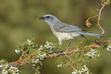 Image. Mexican Jay