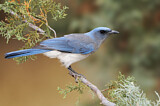 Image. Mexican Jay