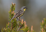 Image. Michiganwaldsänger