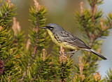 Image. Michiganwaldsänger