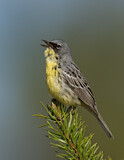 Image. Michiganwaldsänger