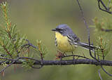Image. Michiganwaldsänger