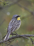 Image. Michiganwaldsänger