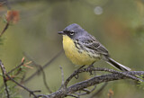 Image. Michiganwaldsänger