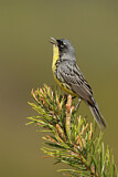 Image. Michiganwaldsänger