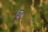 Image. Michiganwaldsänger