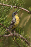 Image. Michiganwaldsänger