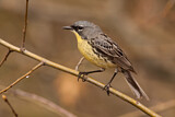 Image. Michiganwaldsänger